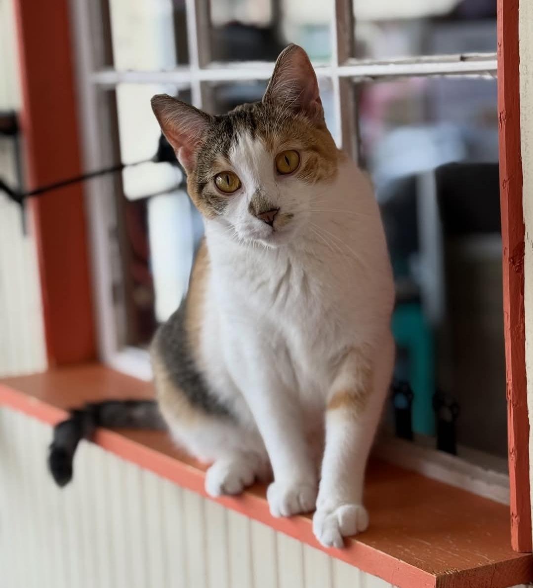 Enlarge Eleanor, a ADOPTABLE Domestic Short Hair in Whitewater, WI image 4/6