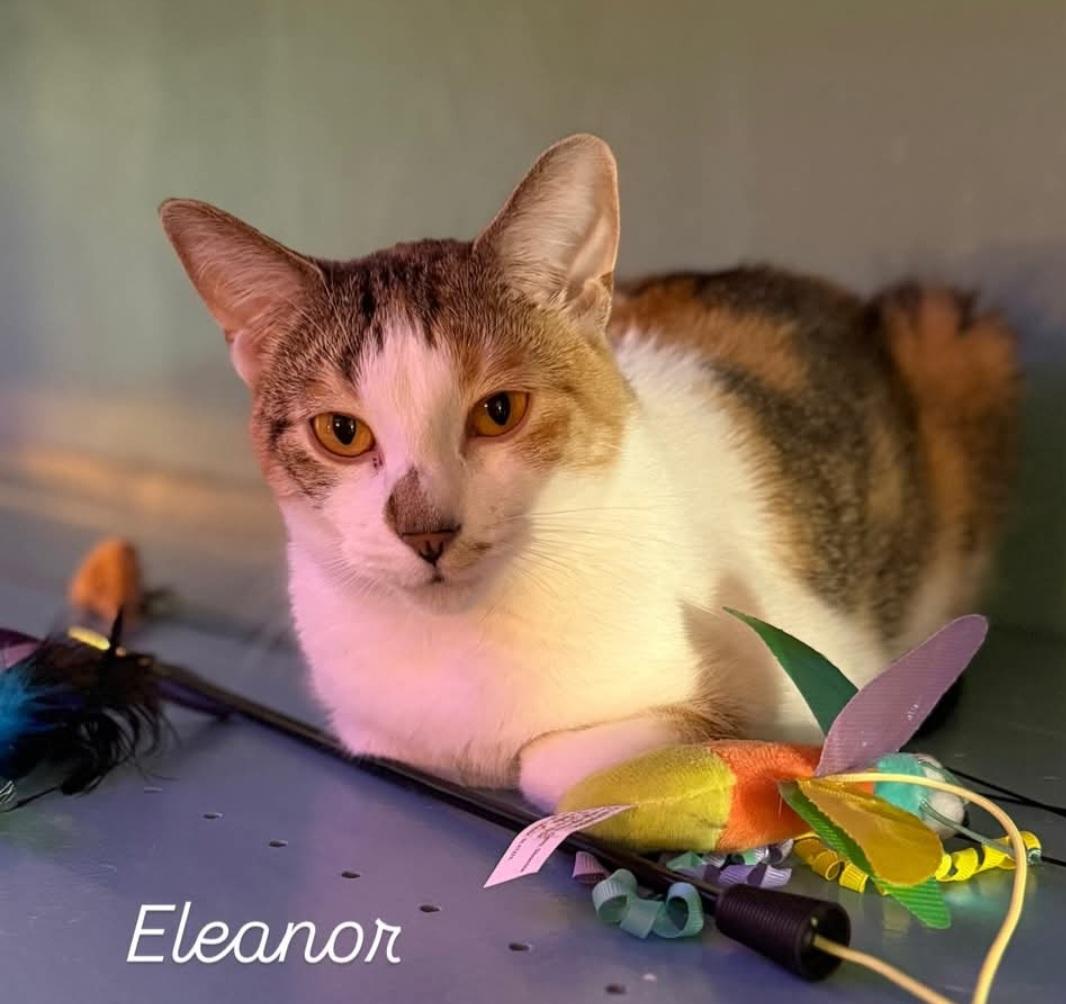 Enlarge Eleanor, a ADOPTABLE Domestic Short Hair in Whitewater, WI image 5/6