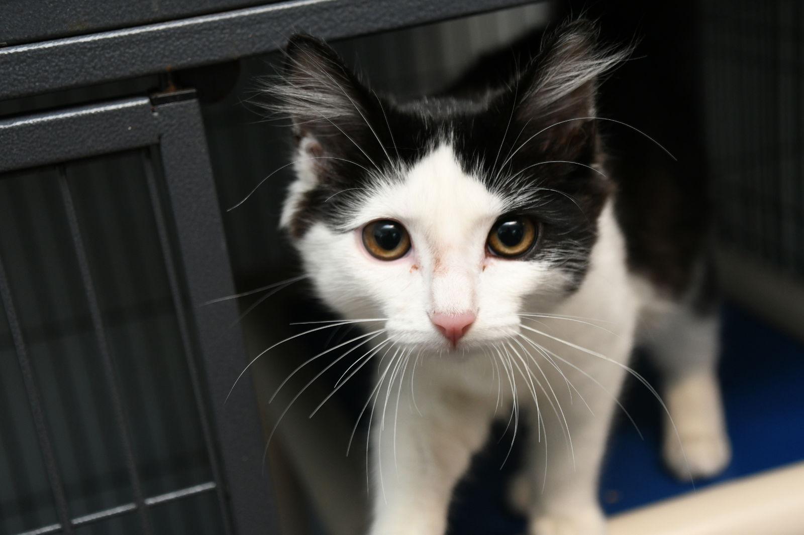 Annie, Adopted, Young Female American Shorthair.