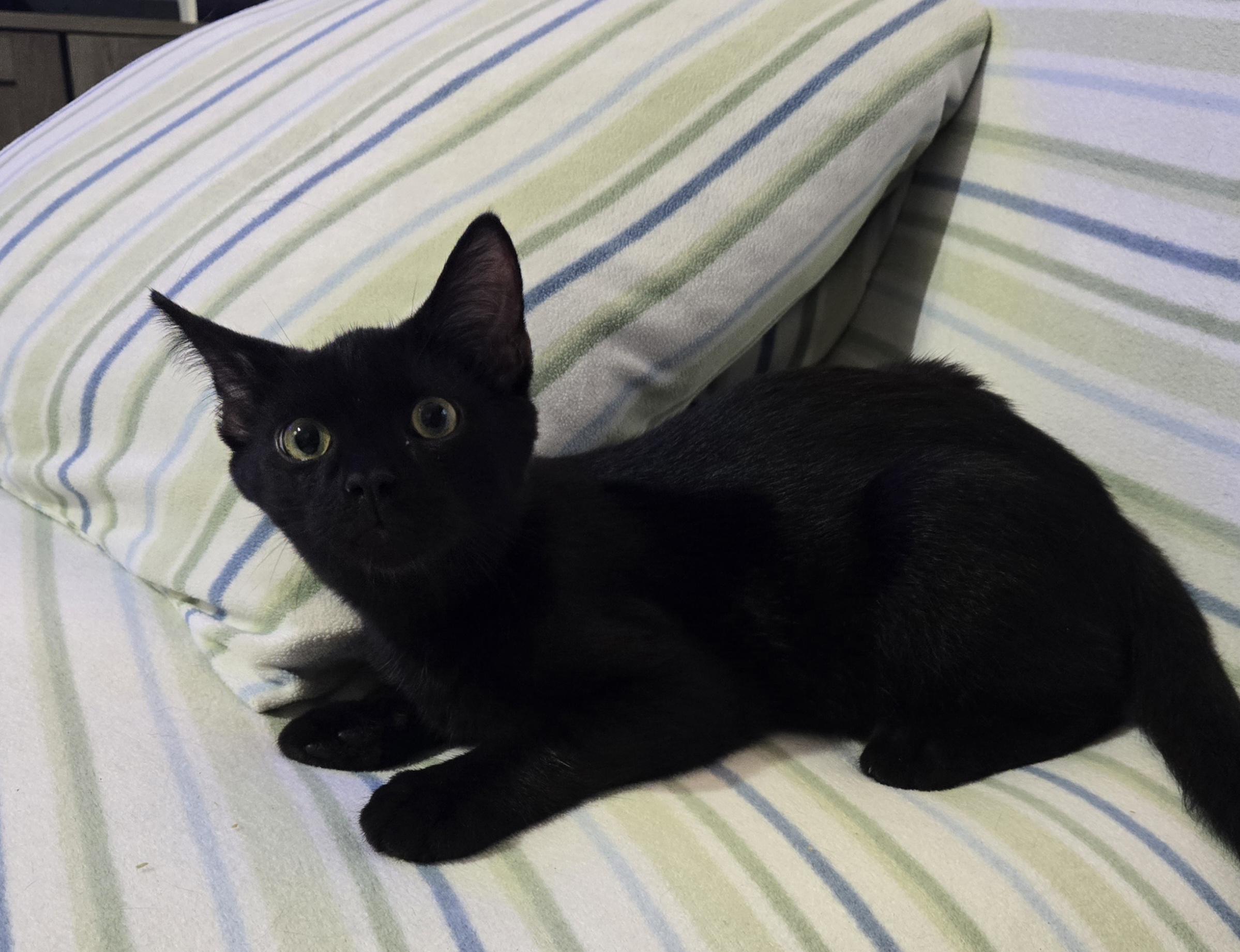 Enlarge Snap, a Adoptable Domestic Short Hair in Morgantown, WV image 2/4