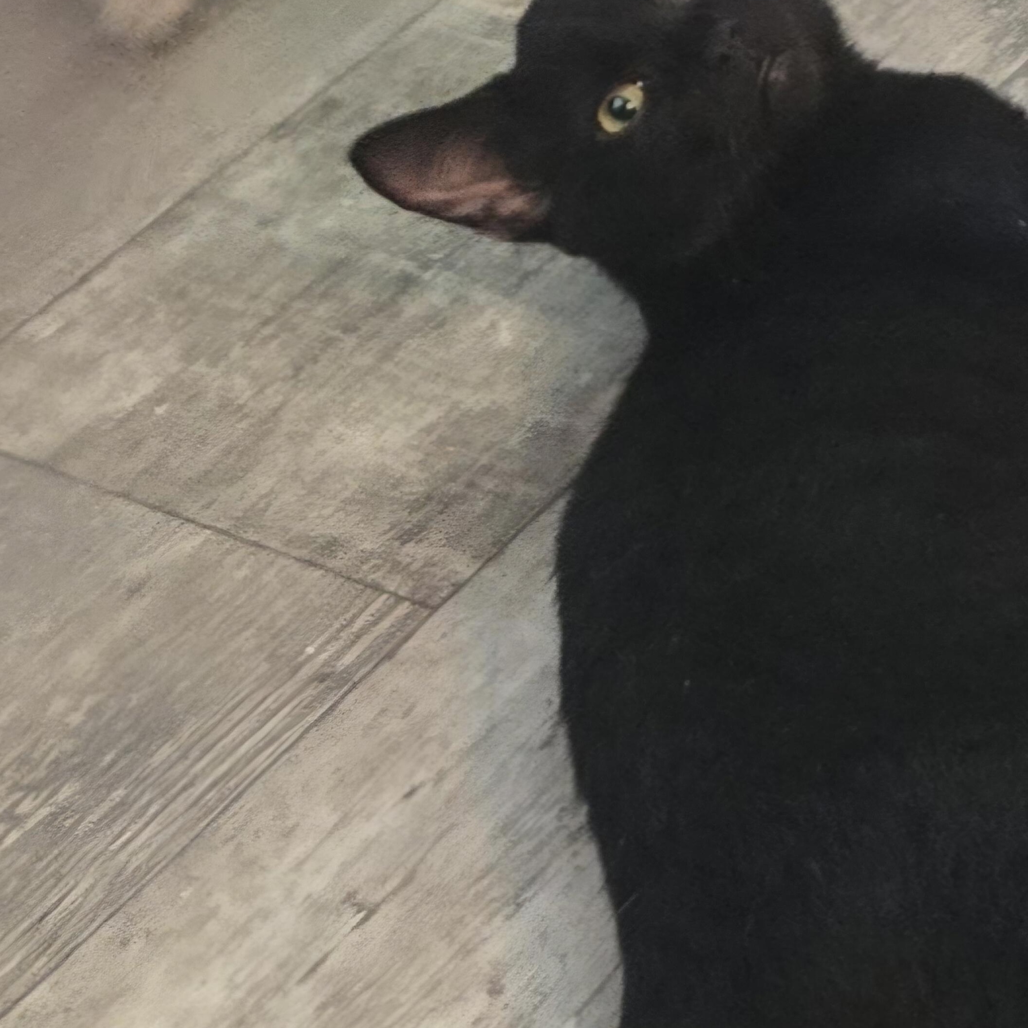 Enlarge Snap, a Adoptable Domestic Short Hair in Morgantown, WV image 3/4