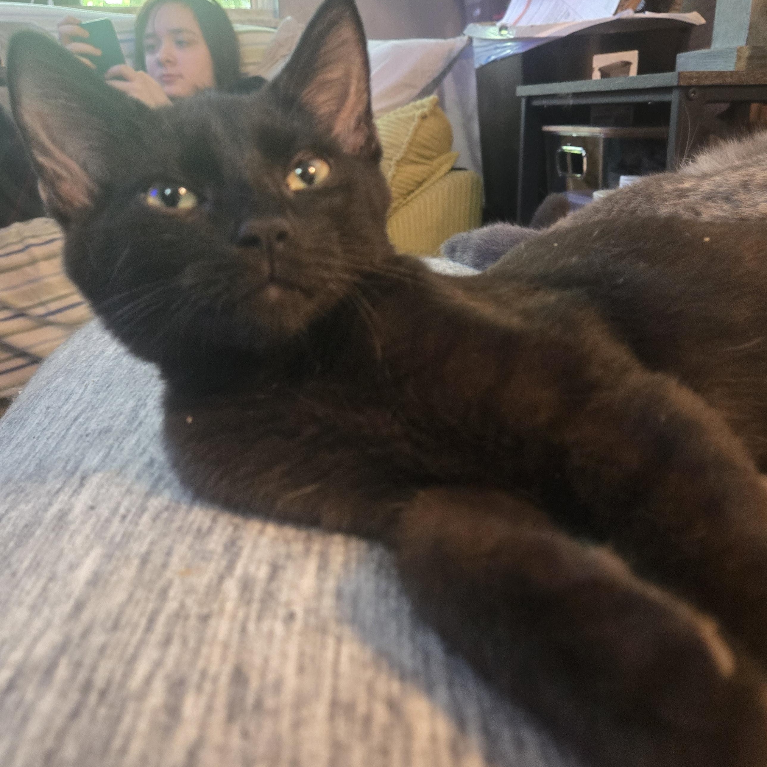 Snap, Adoptable, Young Male Domestic Short Hair.