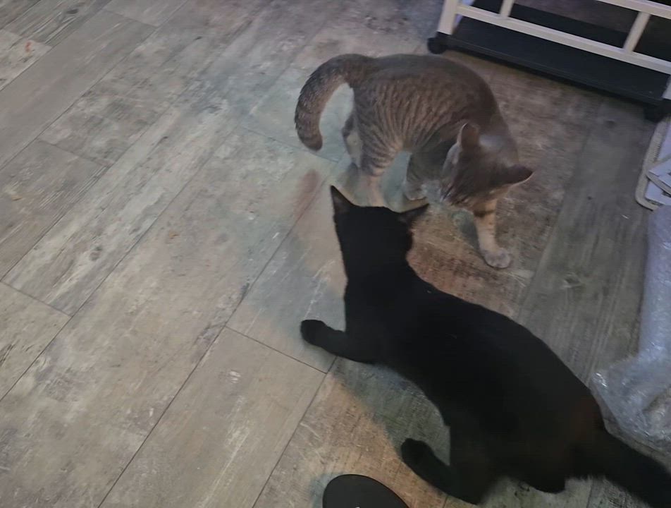 Enlarge Snap, a Adoptable Domestic Short Hair in Morgantown, WV video 4/4