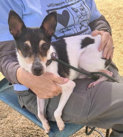 Enlarge Snickers, an adopted Mixed Breed in Georgetown, TX image 2/3