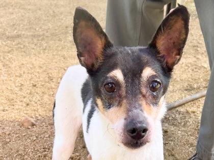 Snickers, adopted, Senior Male Mixed Breed.