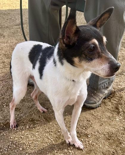 Enlarge Snickers, an adopted Mixed Breed in Georgetown, TX image 3/3