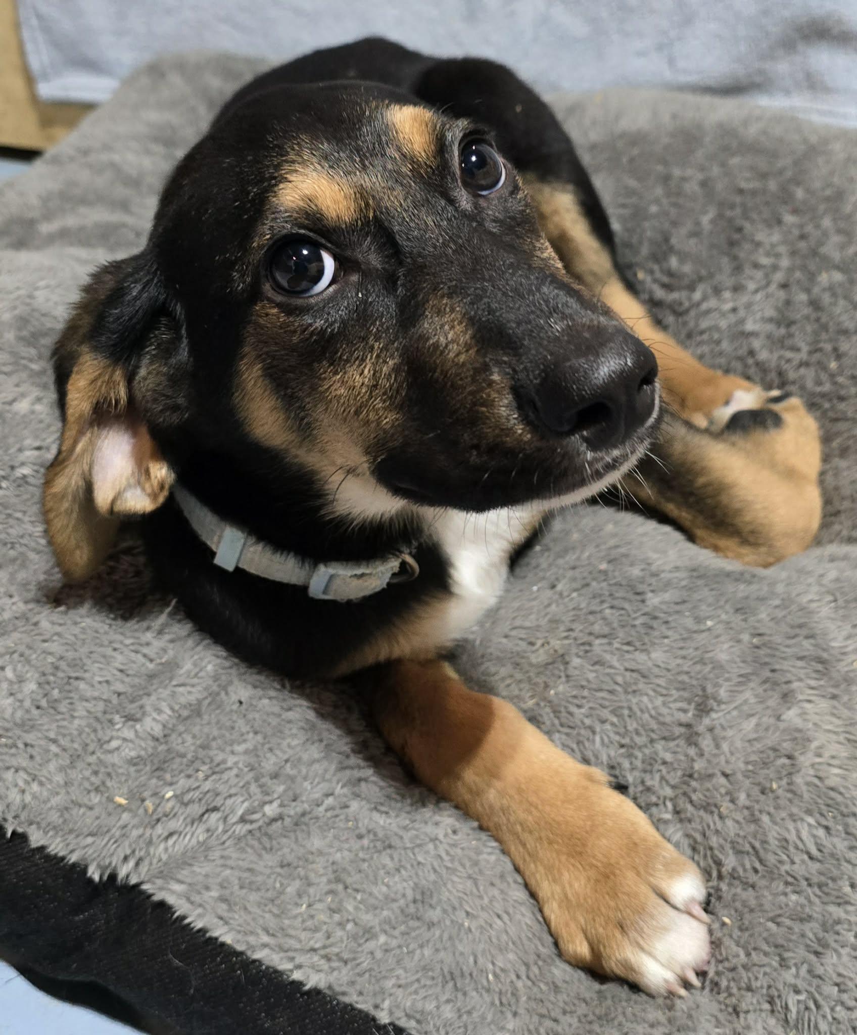 Lennex , a ADOPTABLE mixed breed in Grand Rapids, MI image 3/3