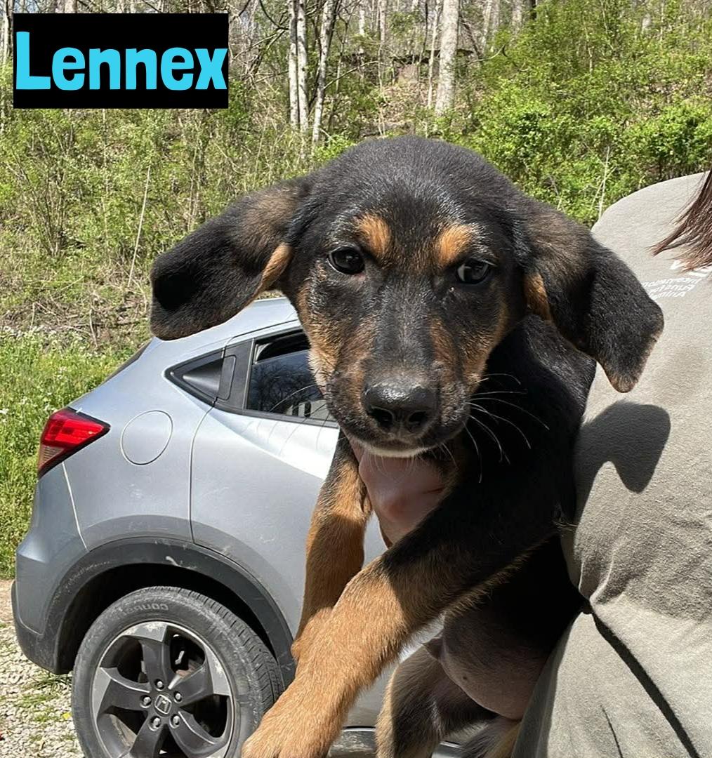 Enlarge Lennex , a ADOPTABLE mixed breed in Grand Rapids, MI image 1/1