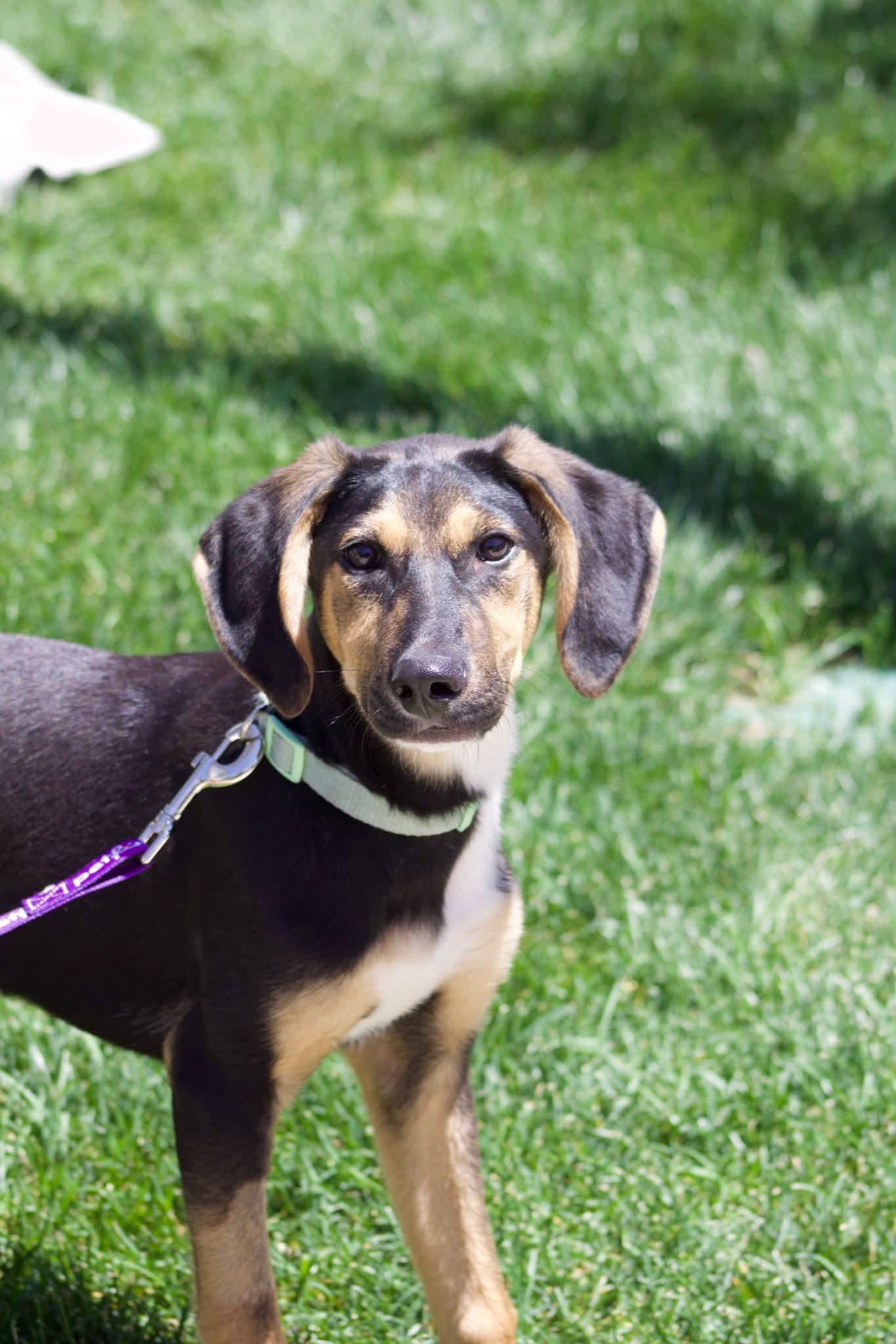 Enlarge Lennex , a ADOPTABLE mixed breed in Grand Rapids, MI image 1/4