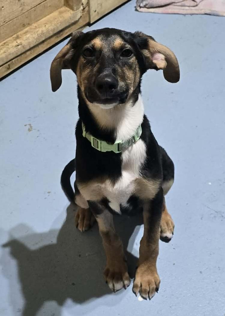 Lennex , a ADOPTABLE mixed breed in Grand Rapids, MI image 1/3