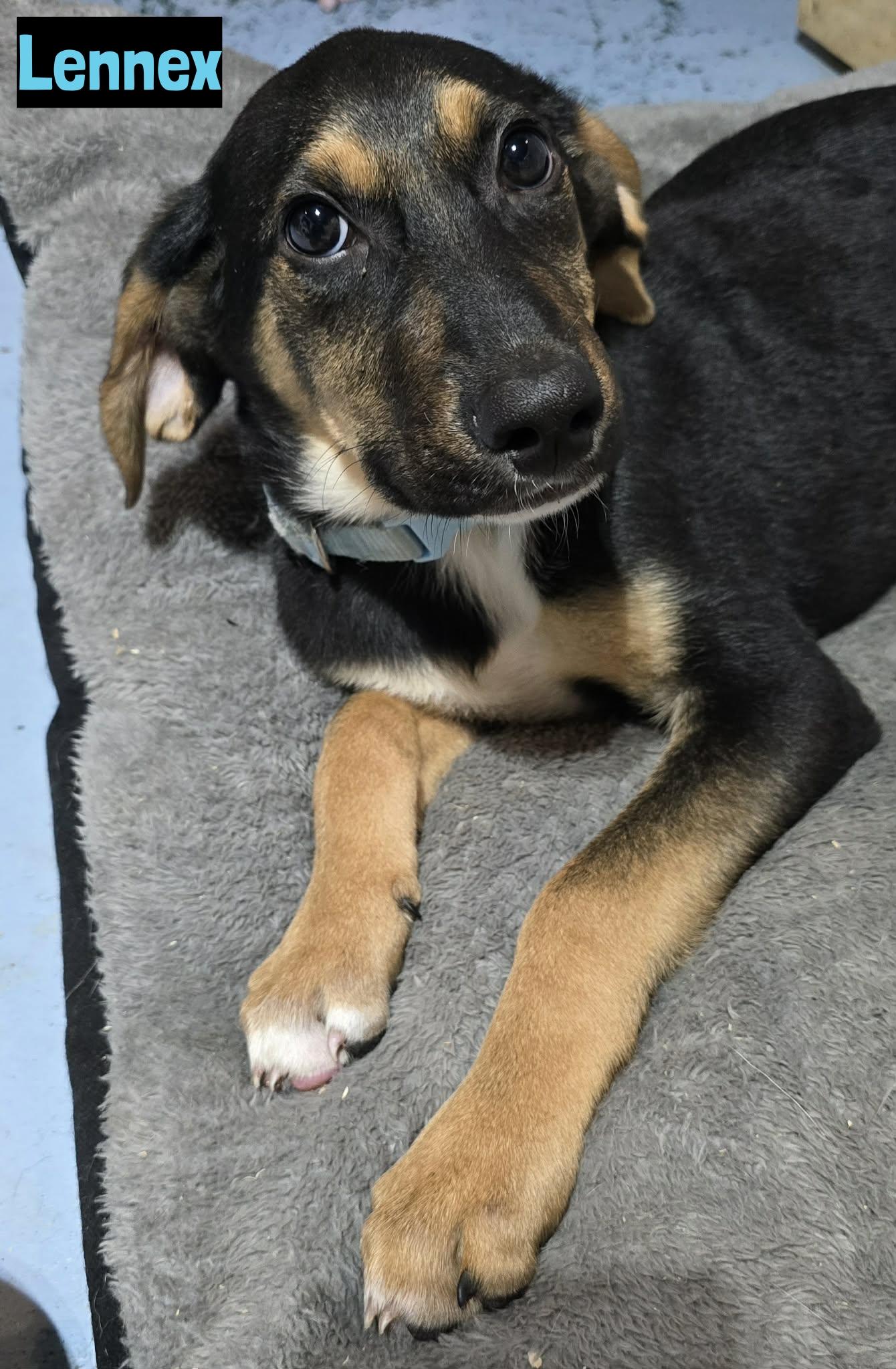 Lennex , ADOPTABLE, Puppy Male German Shepherd Dog.