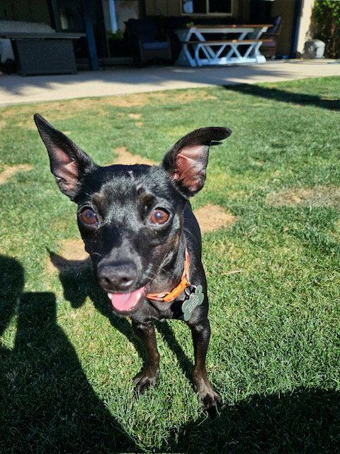 Chico, a Adoptable Chihuahua in Glendale, AZ image 1/3
