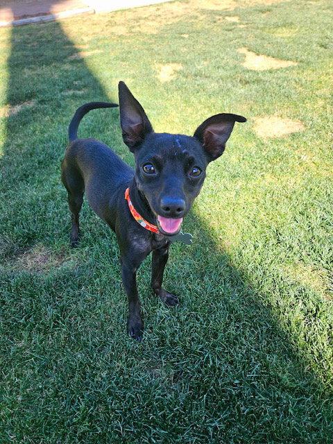 Chico, a Adoptable Chihuahua in Glendale, AZ image 2/3