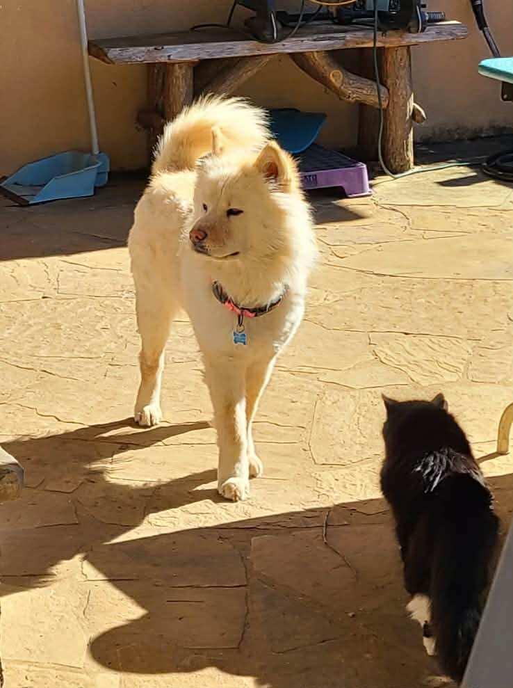 Enlarge JOY, a Adoptable Chow Chow in Kingsport, TN image 2/6