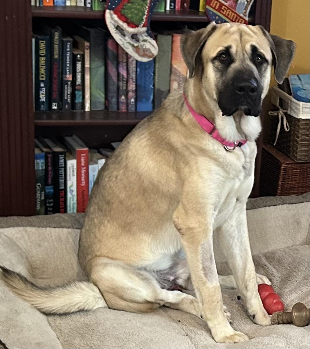 Enlarge Max, a Adoptable mixed breed in Bridgewater, NJ image 2/6