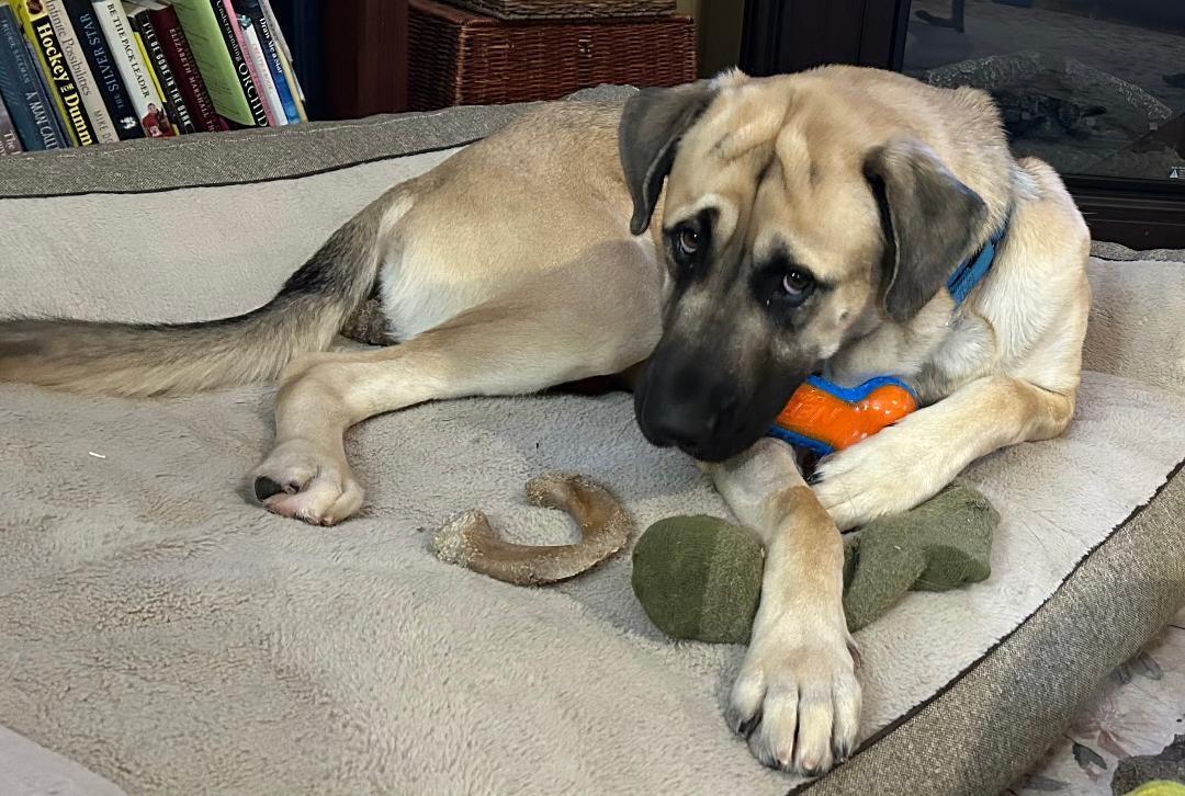 Enlarge Max, a Adoptable mixed breed in Bridgewater, NJ image 5/6