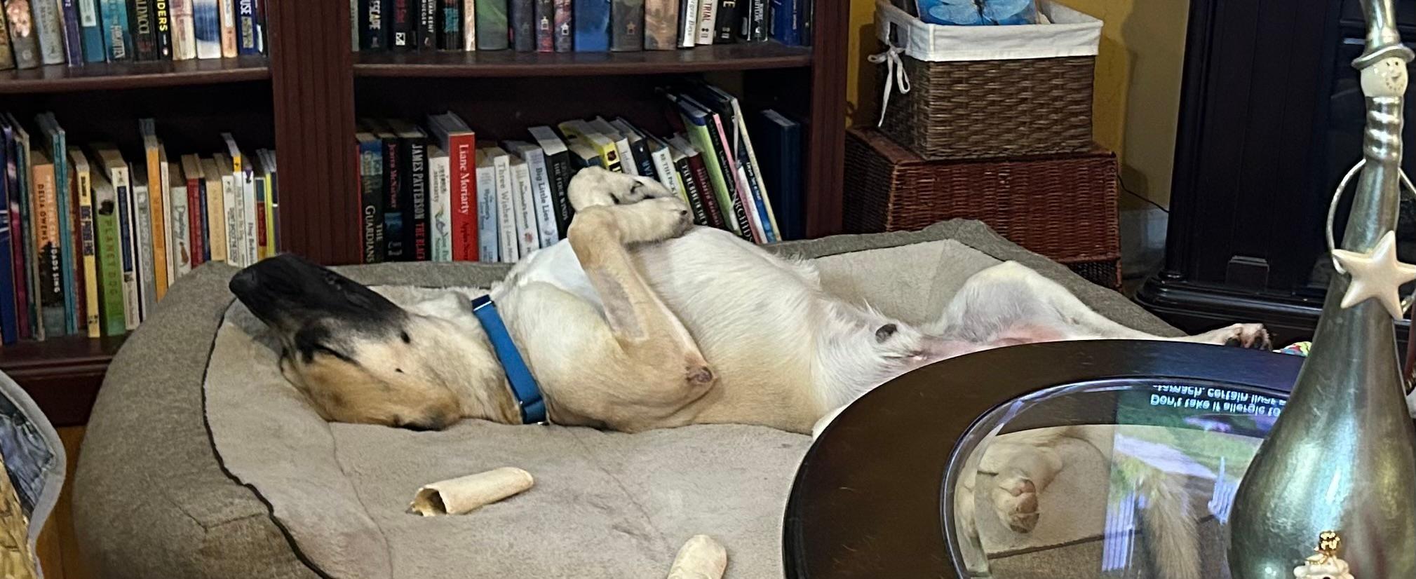 Enlarge Max, a Adoptable mixed breed in Bridgewater, NJ image 4/6