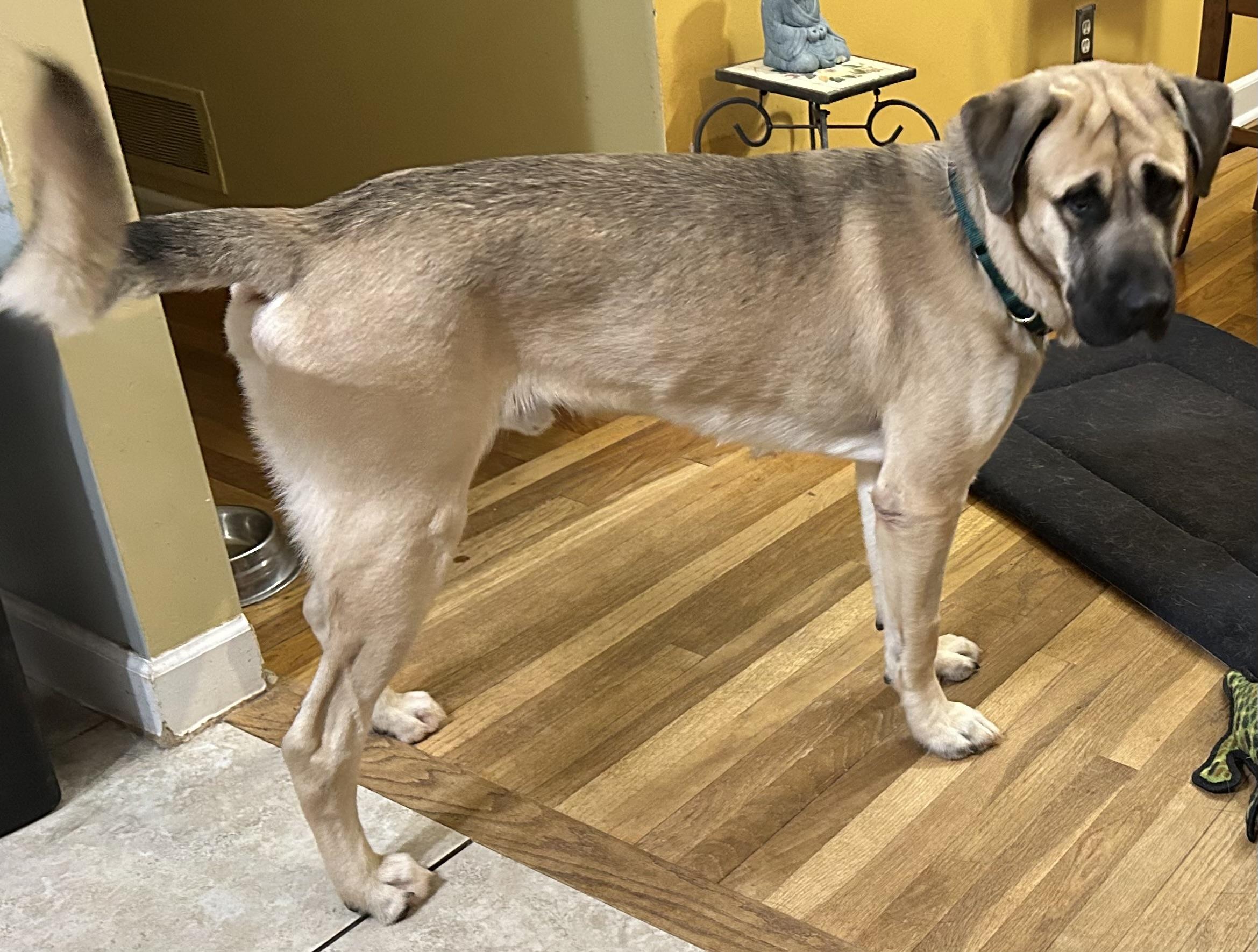 Enlarge Max, a Adoptable mixed breed in Bridgewater, NJ image 3/6