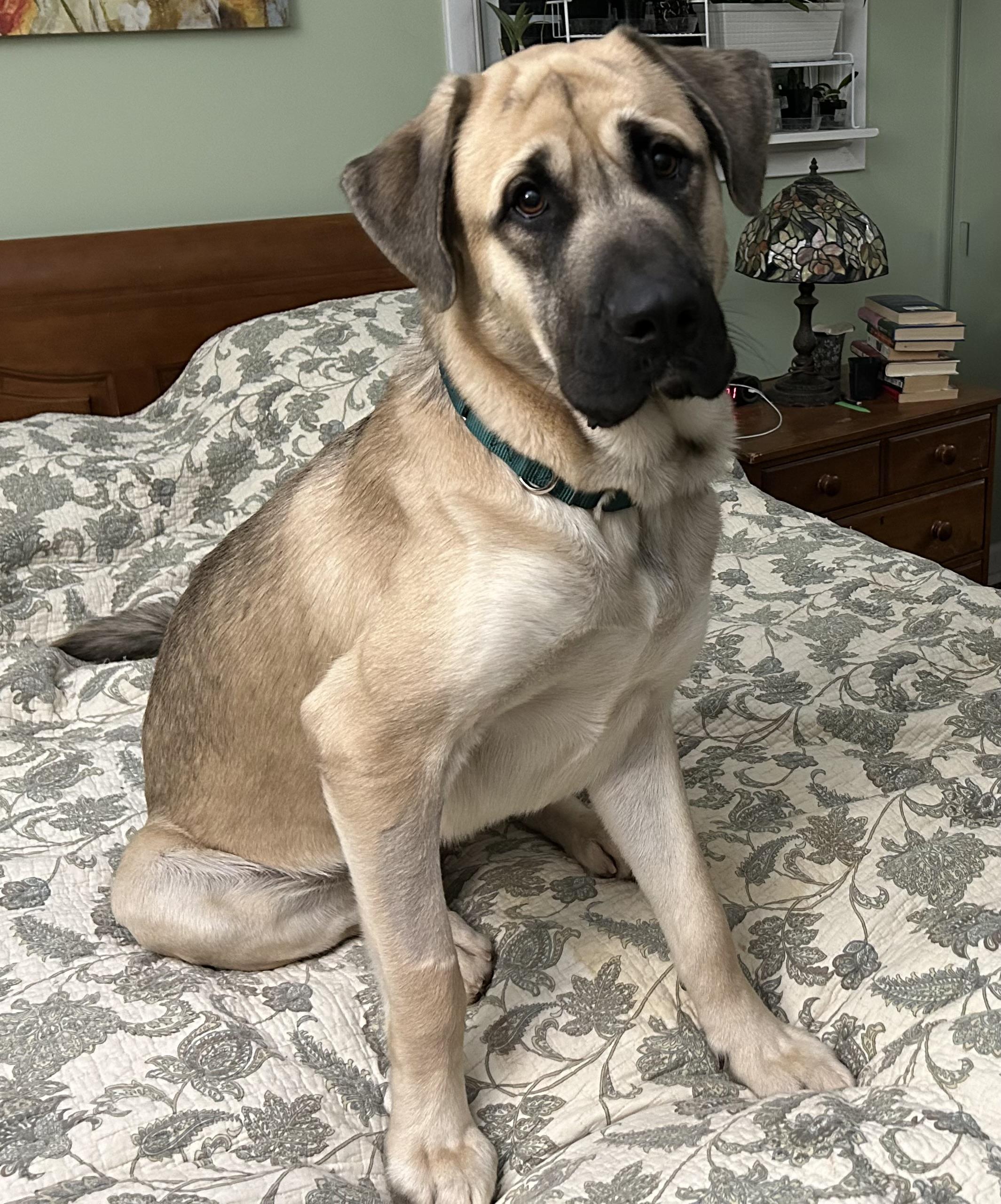 Enlarge Max, a Adoptable mixed breed in Bridgewater, NJ image 6/6