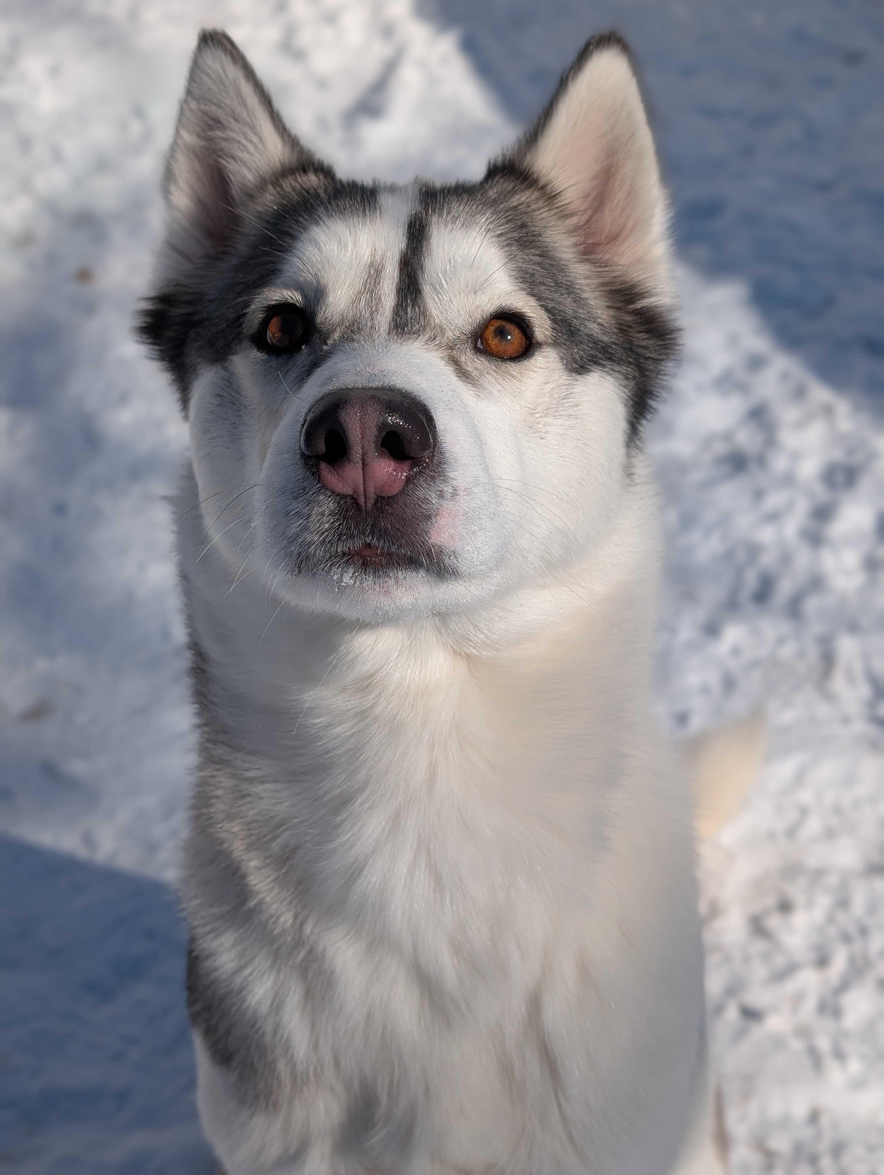 Blyss, Adult Female Husky