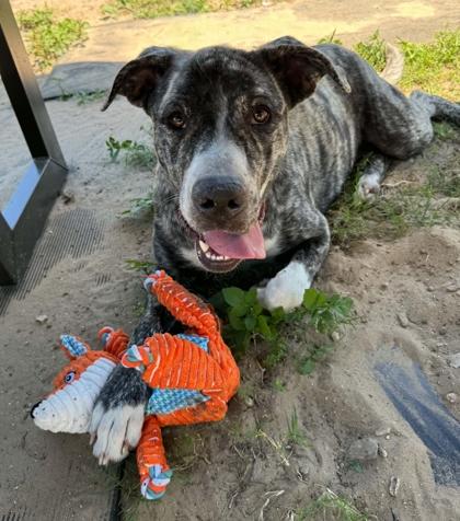 Enlarge Nora, a ADOPTABLE mixed breed in Inverness, FL image 2/2