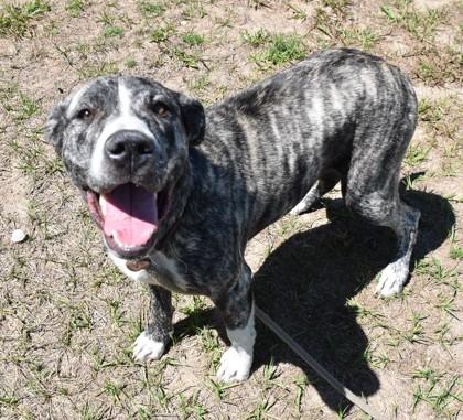Enlarge Nora, a ADOPTABLE mixed breed in Inverness, FL image 1/2