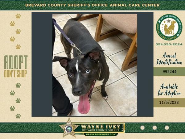 Nala, Adoptable, Senior Female Mixed Breed.