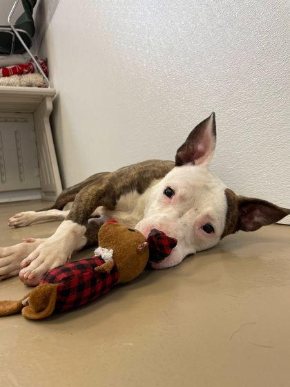 Ace, a Adoptable mixed breed in South Bend, IN image 1/3