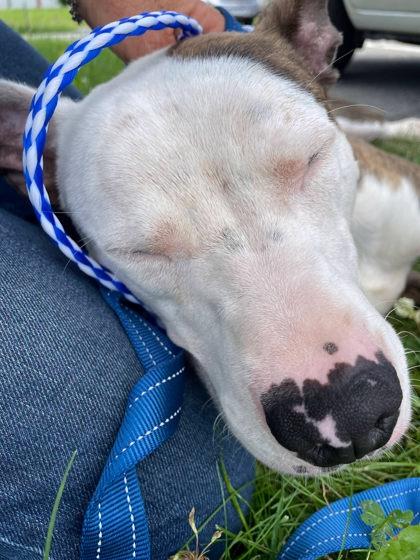 Ace, a Adoptable mixed breed in South Bend, IN image 2/3