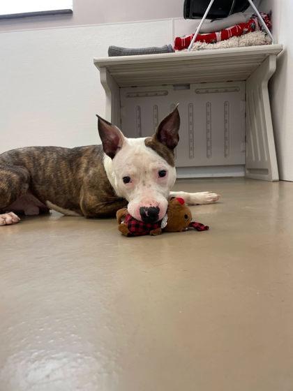 Ace, a Adoptable mixed breed in South Bend, IN image 3/3