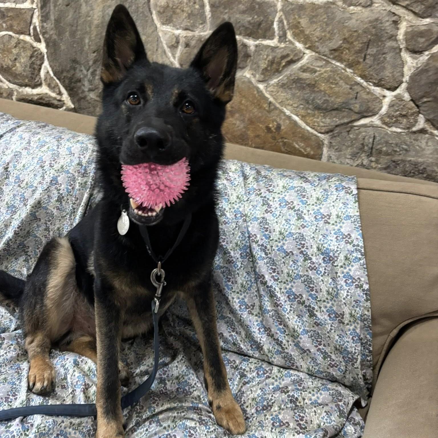 Cyrus