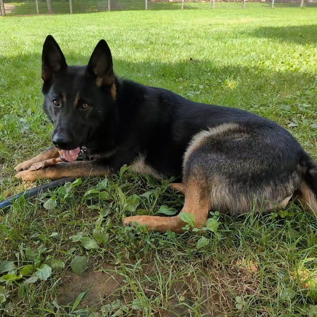Cyrus