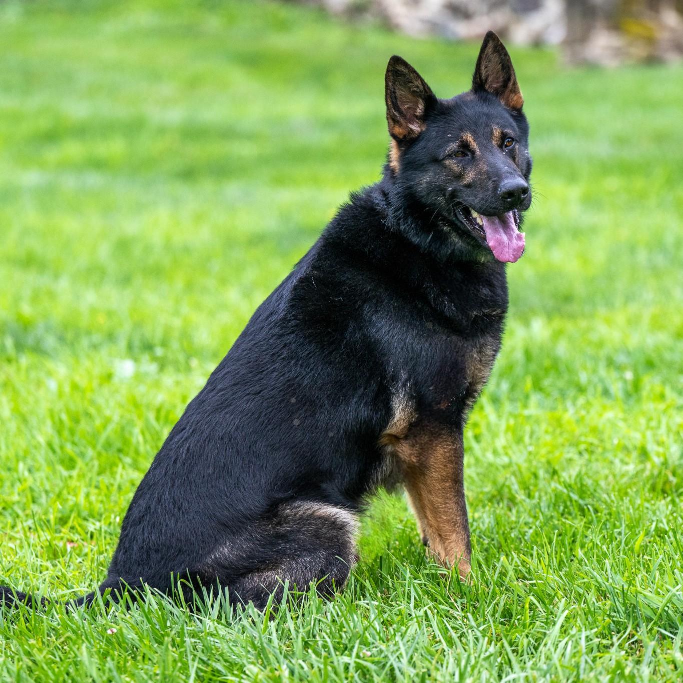 Cyrus