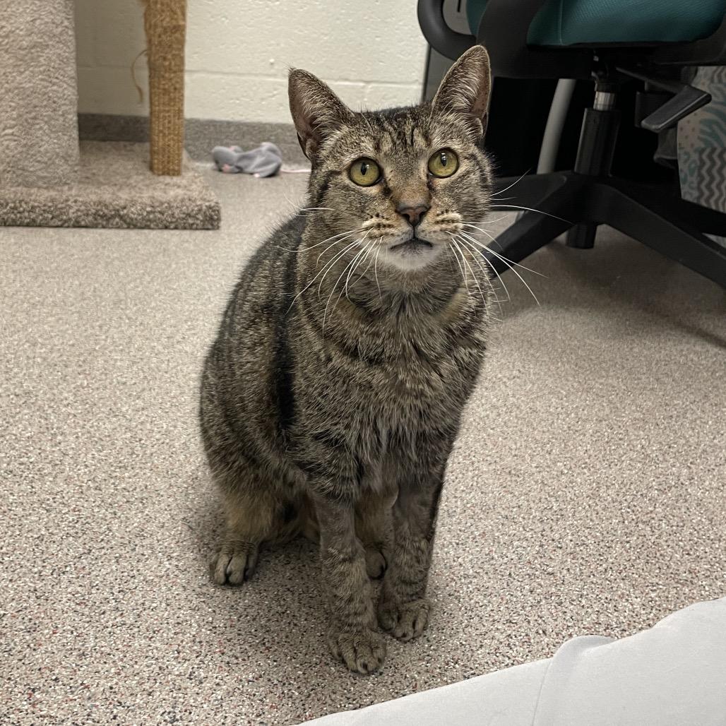 Bailey, Adoptable, Senior Female Domestic Short Hair.