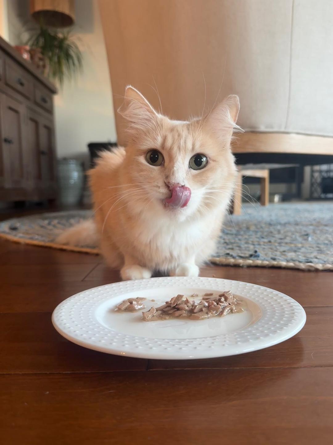 Goldilocks, an adopted Domestic Medium Hair in Westminster, CA image 2/3
