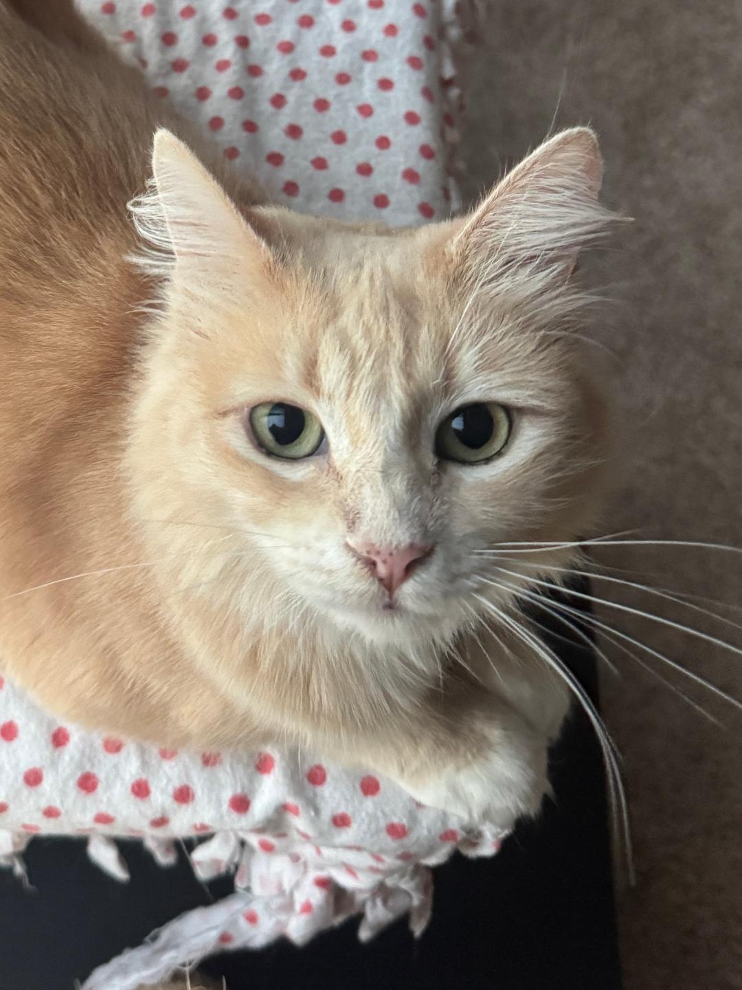 Goldilocks, an adopted Domestic Medium Hair in Westminster, CA image 3/3