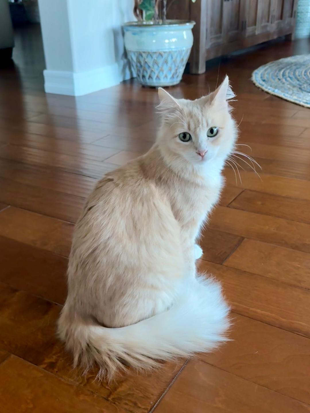 Goldilocks, adopted, Young Female Domestic Medium Hair.