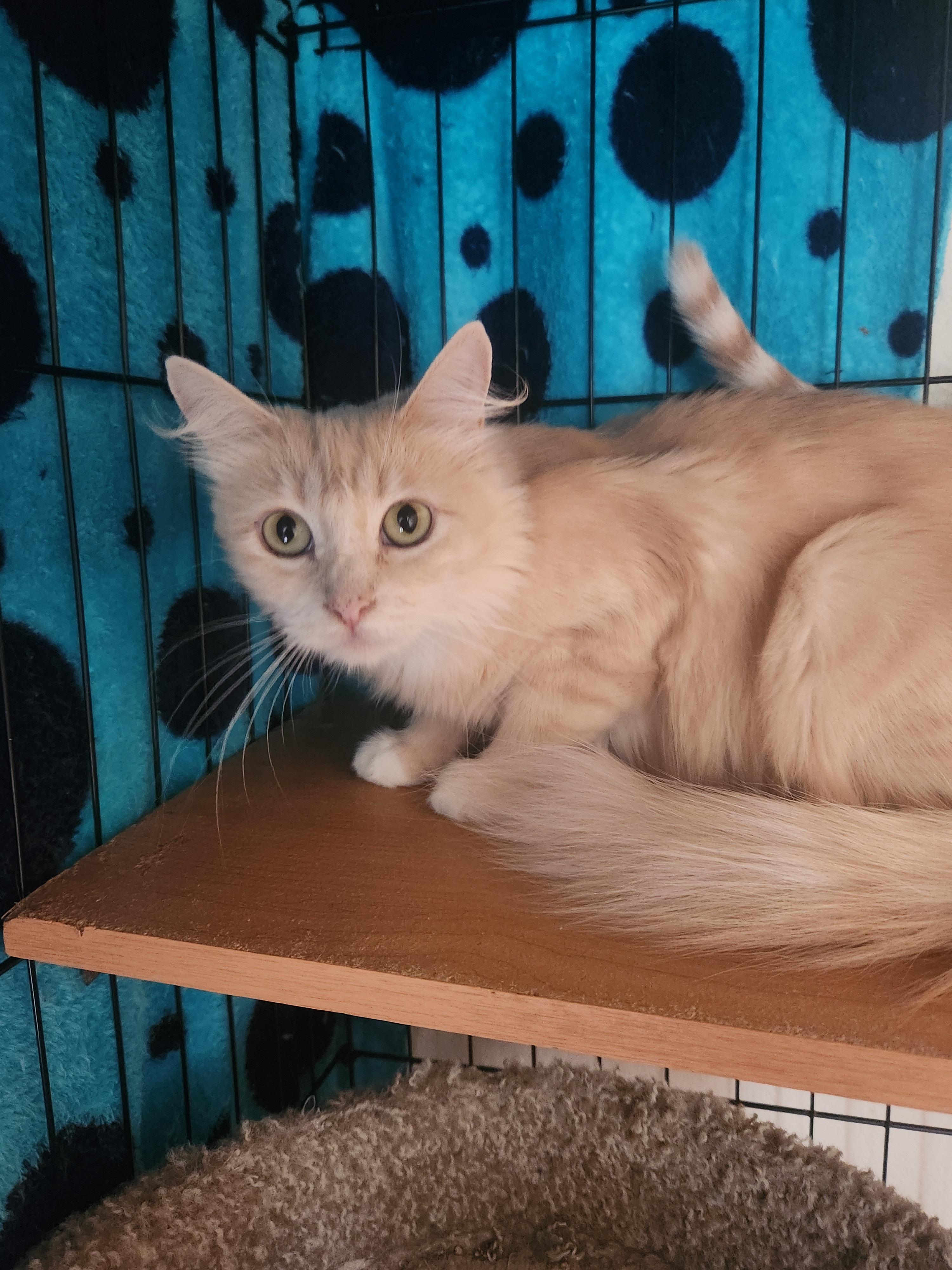 Goldilocks, Adoptable, Adult Female Domestic Medium Hair.