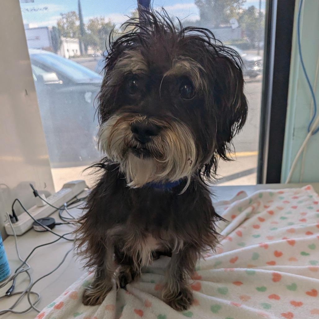 Talley, Adoptable, Adult Female Maltese.