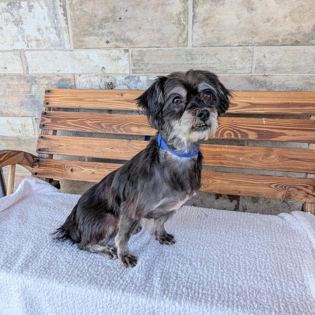 Enlarge Talley, a Adoptable Maltese in Chico, CA image 2/6
