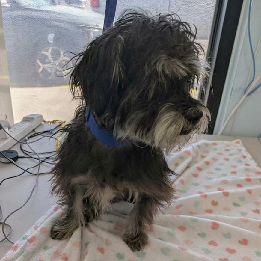 Enlarge Talley, a Adoptable Maltese in Chico, CA image 4/6