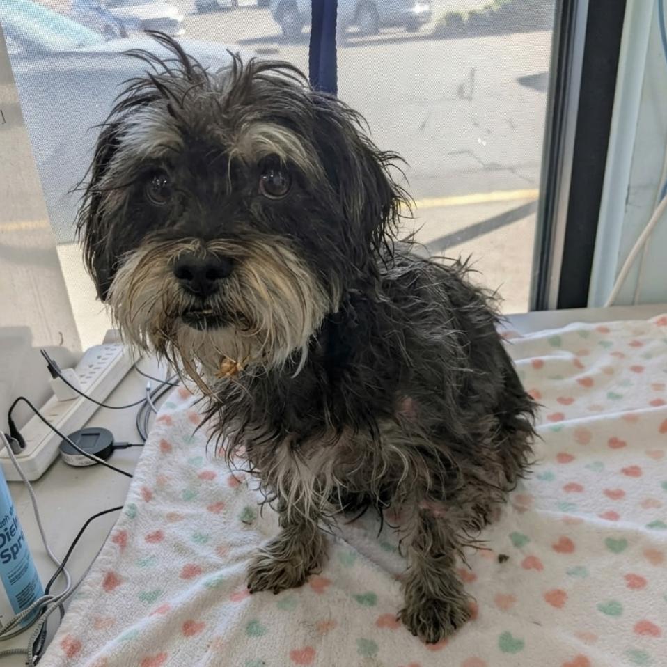 Enlarge Talley, a Adoptable Maltese in Chico, CA image 5/6
