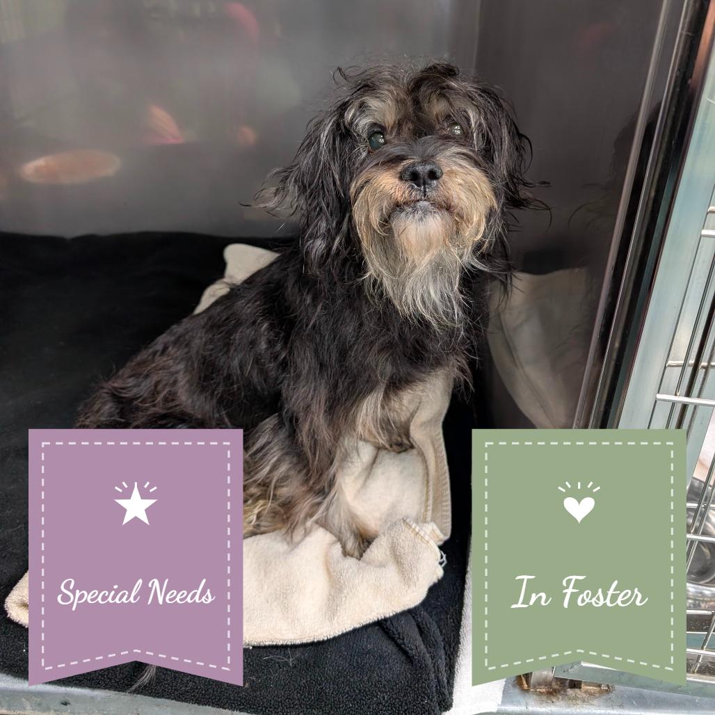 Enlarge Talley, a Adoptable Maltese in Chico, CA image 6/6