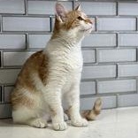 Dandi photo 3