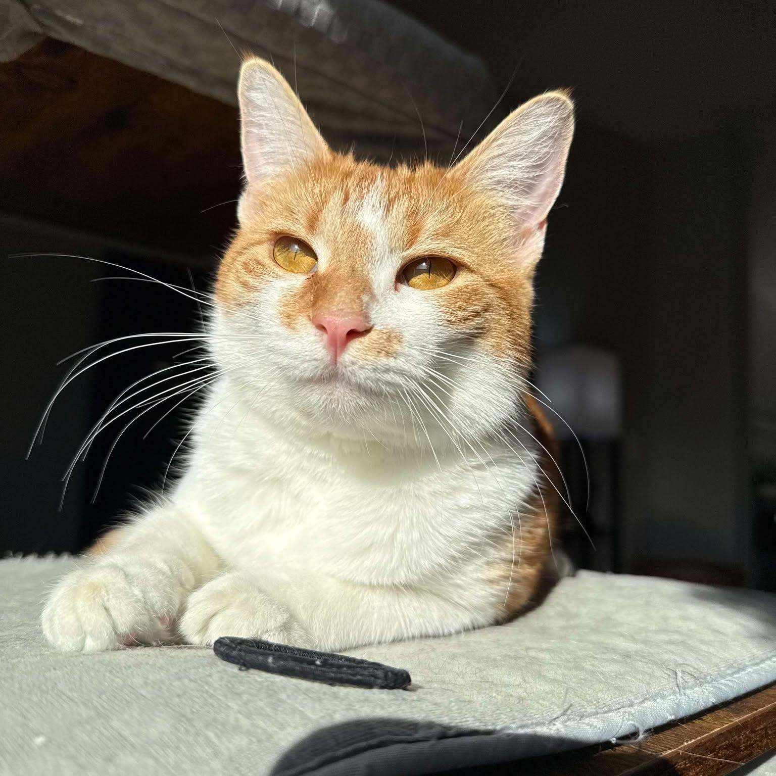 Dandi, Young Female Domestic Short Hair