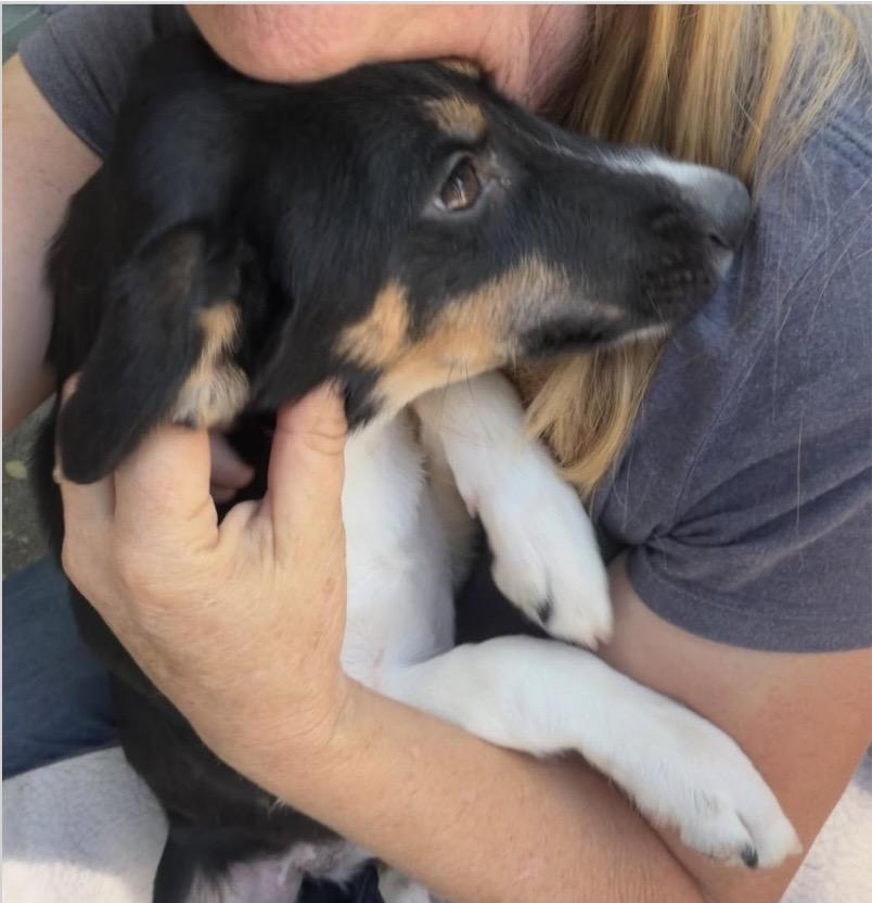 Maria, ADOPTABLE, Puppy Female Border Collie.