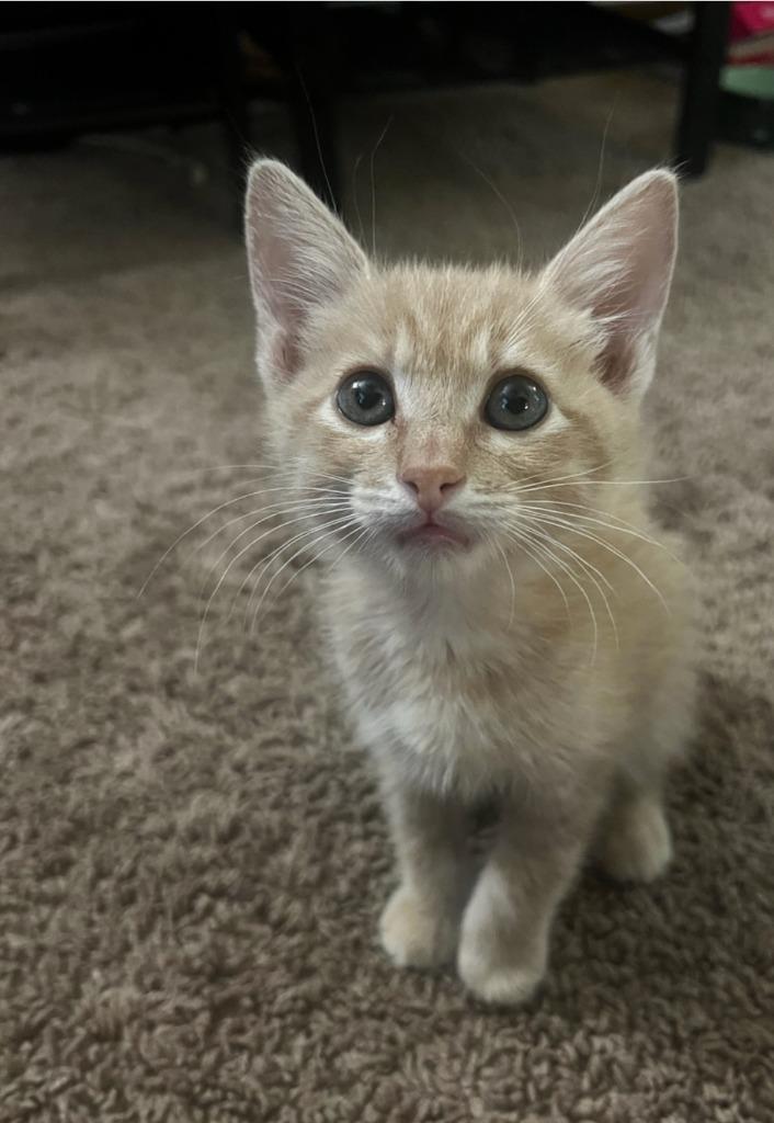 Macadamia, Adoptable, Young Male Domestic Short Hair.