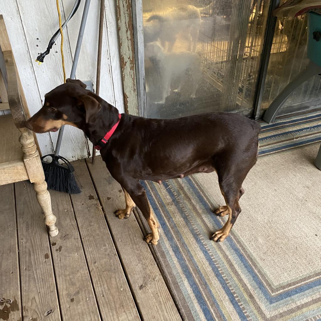 dog-for-adoption-moka-tm-a-doberman-pinscher-in-portland-or-petfinder