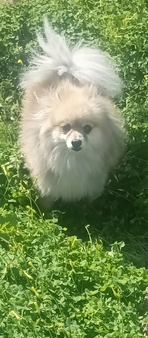 Enlarge Pepe', a Adopted Pomeranian in Spring Valley, CA image 1/3