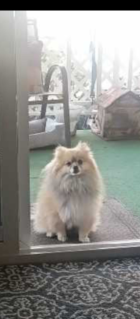 Enlarge Pepe', a Adopted Pomeranian in Spring Valley, CA image 2/3